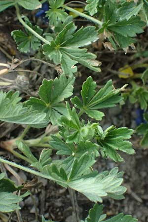 Potentilla rhenana \ Rheinisches H&uuml;gel-Fingerkraut / Rhenish Cinquefoil, D Hatzenport 19.6.2022