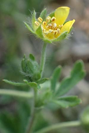 Potentilla rhenana \ Rheinisches H&uuml;gel-Fingerkraut / Rhenish Cinquefoil, D Hatzenport 19.6.2022