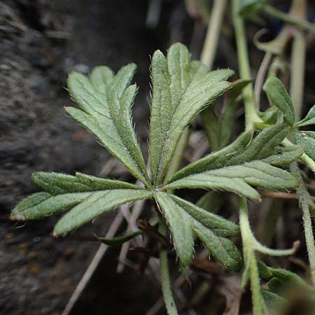Potentilla rhenana \ Rheinisches H&uuml;gel-Fingerkraut / Rhenish Cinquefoil, D Hatzenport 19.6.2022