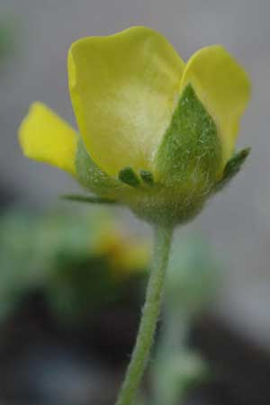 Potentilla rhenana \ Rheinisches H&uuml;gel-Fingerkraut / Rhenish Cinquefoil, D Hatzenport 19.6.2022