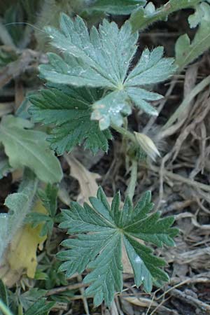Potentilla rhenana \ Rheinisches H&uuml;gel-Fingerkraut / Rhenish Cinquefoil, D Hatzenport 19.6.2022