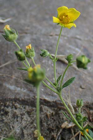 Potentilla rhenana \ Rheinisches H&uuml;gel-Fingerkraut / Rhenish Cinquefoil, D Hatzenport 19.6.2022