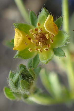 Potentilla rhenana \ Rheinisches H&uuml;gel-Fingerkraut / Rhenish Cinquefoil, D Hatzenport 19.6.2022