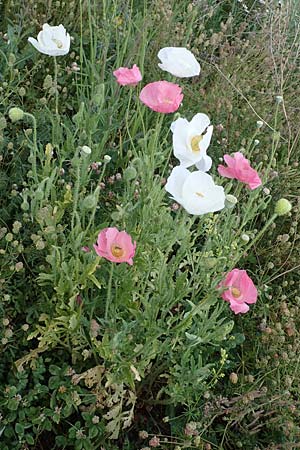 Papaver rhoeas \ Klatsch-Mohn / Common Poppy, D Th&uuml;ringen, Herrnschwende 14.6.2023