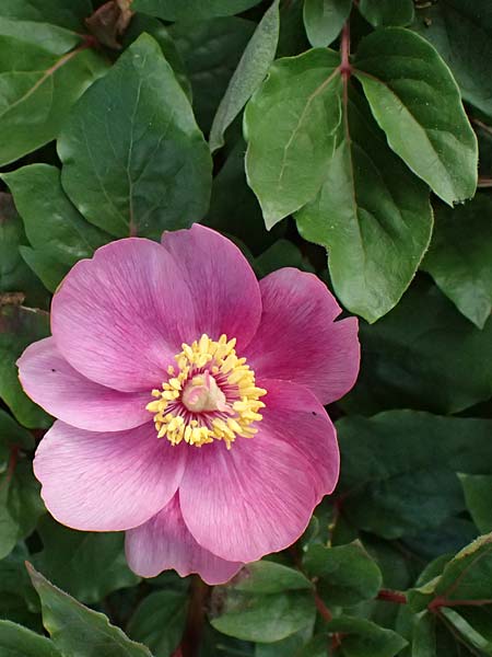 Paeonia mascula subsp. russoi \ Russos Pfingstrose / Russo's Peony, D   8.4.2024