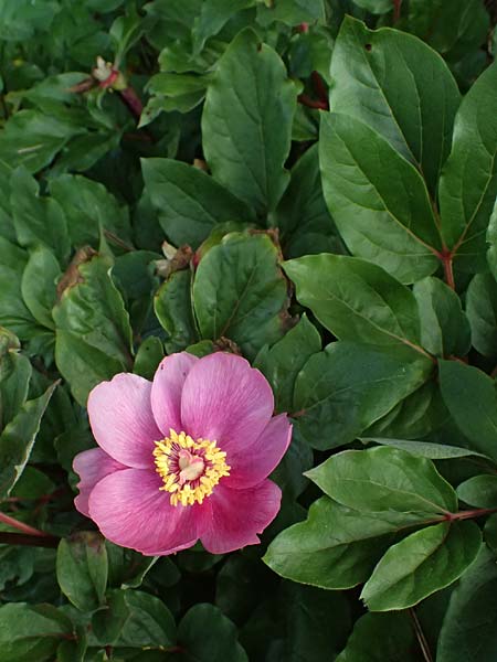 Paeonia mascula subsp. russoi \ Russos Pfingstrose / Russo's Peony, D   8.4.2024