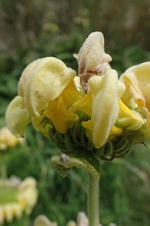 Phlomis russeliana \ Syrisches Brandkraut / Turkish Sage, D Wiesloch 3.6.2025