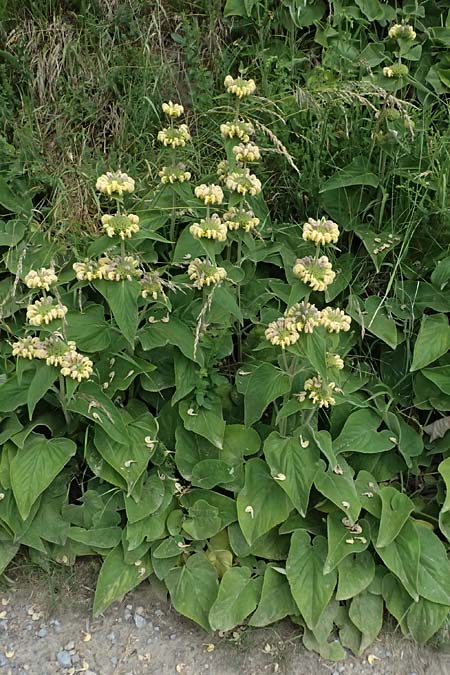 Phlomis russeliana \ Syrisches Brandkraut / Turkish Sage, D Wiesloch 3.6.2025