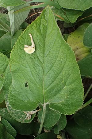 Phlomis russeliana \ Syrisches Brandkraut / Turkish Sage, D Wiesloch 3.6.2025