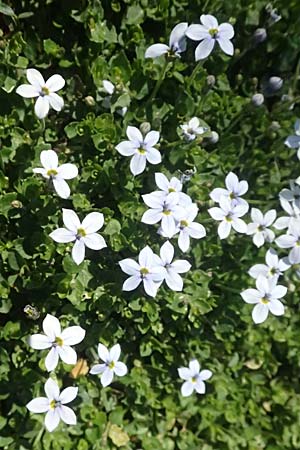 Lobelia pedunculata \ Blauer Bubikopf, Gestielte Teppich-Lobelie / Blue Star Creeper, Trailing Pratia, D Essen 21.6.2025
