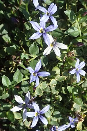 Lobelia pedunculata \ Blauer Bubikopf, Gestielte Teppich-Lobelie / Blue Star Creeper, Trailing Pratia, D Essen 21.6.2025
