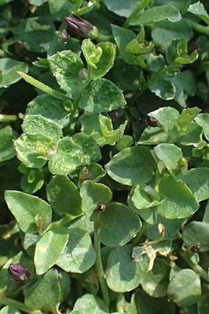 Lobelia pedunculata \ Blauer Bubikopf, Gestielte Teppich-Lobelie / Blue Star Creeper, Trailing Pratia, D Essen 21.6.2025
