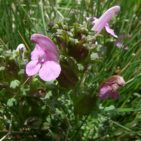 Pedicularis sylvatica \ Wald-L�usekraut / Common Louseport, D Schwarzwald/Black-Forest, Feldberg 29.6.2008