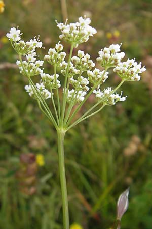 Pimpinella saxifraga \ Kleine Bibernelle / Burnet Saxifrage, D Taunus, Gro&szlig;er Feldberg 11.7.2009