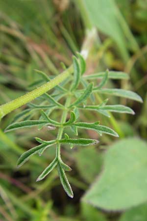 Pimpinella saxifraga \ Kleine Bibernelle / Burnet Saxifrage, D Taunus, Gro&szlig;er Feldberg 11.7.2009