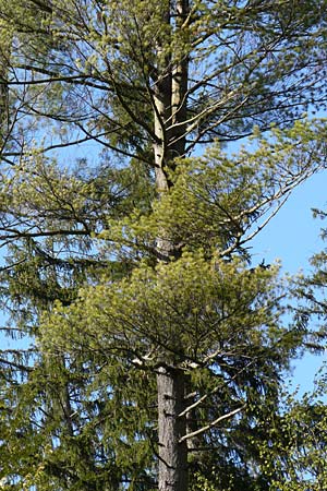 Pinus strobus \ Weymouths-Kiefer, Wei�-Kiefer / Eastern White Pine, D Michelstadt 28.4.2016