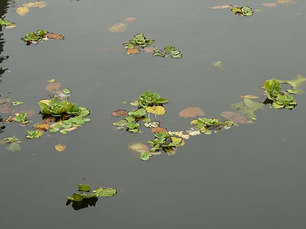 Pistia stratiotes \ Wassersalat, Muschelblume / Water Cabbage, D L&uuml;dinghausen 23.10.2018