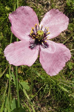 Papaver setigerum \ Borsten-Mohn / Dwarf Breadseed Poppy, D  8.6.2013