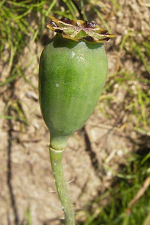 Papaver setigerum \ Borsten-Mohn / Dwarf Breadseed Poppy, D  8.6.2013