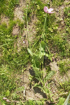 Papaver setigerum \ Borsten-Mohn / Dwarf Breadseed Poppy, D  8.6.2013