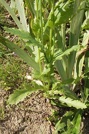 Papaver setigerum \ Borsten-Mohn / Dwarf Breadseed Poppy, D  8.6.2013