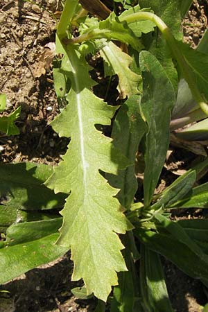Papaver setigerum \ Borsten-Mohn / Dwarf Breadseed Poppy, D  8.6.2013