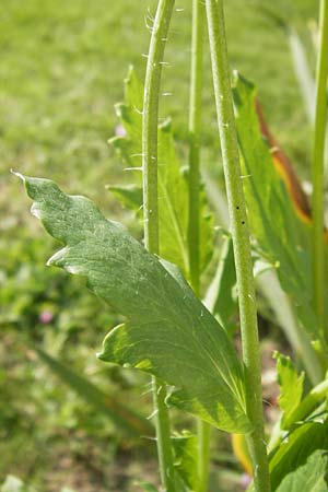 Papaver setigerum \ Borsten-Mohn / Dwarf Breadseed Poppy, D  8.6.2013