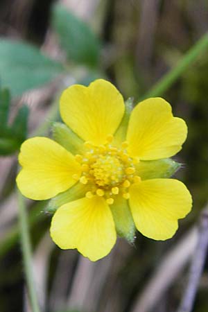 Potentilla x subarenaria \ Falsches Sand-Fingerkraut / Spring Cinquefoil, D Kraichtal-Ober&ouml;wisheim 5.5.2015