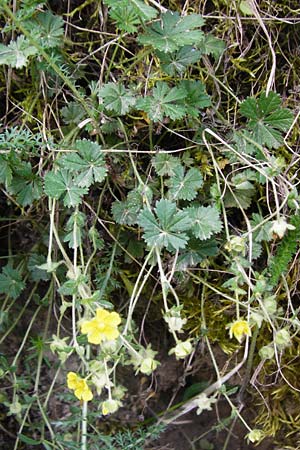 Potentilla x subarenaria \ Falsches Sand-Fingerkraut / Spring Cinquefoil, D Kraichtal-Ober&ouml;wisheim 5.5.2015