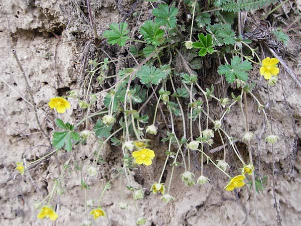 Potentilla x subarenaria \ Falsches Sand-Fingerkraut / Spring Cinquefoil, D Kraichtal-Ober&ouml;wisheim 5.5.2015