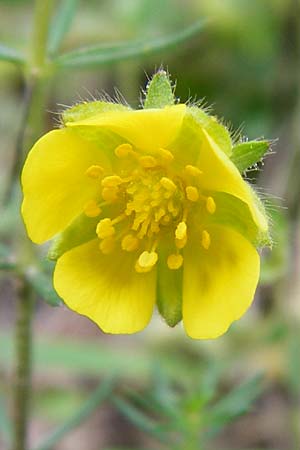 Potentilla x subarenaria \ Falsches Sand-Fingerkraut / Spring Cinquefoil, D Kraichtal-Ober&ouml;wisheim 5.5.2015