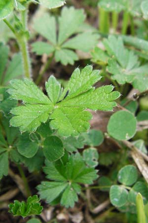 Potentilla x subarenaria \ Falsches Sand-Fingerkraut / Spring Cinquefoil, D Kraichtal-Ober&ouml;wisheim 5.5.2015