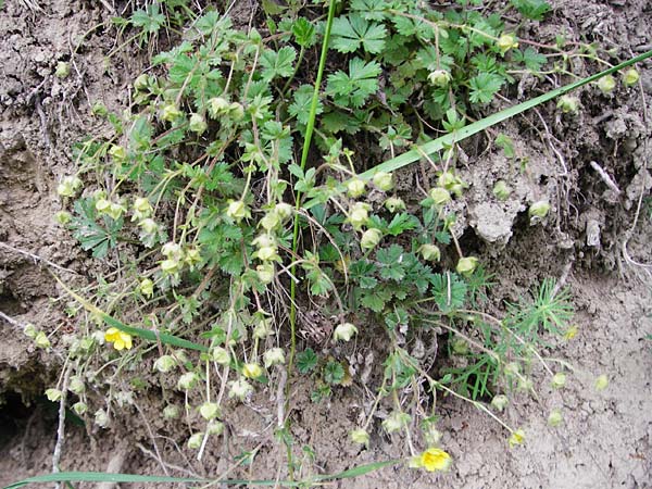 Potentilla x subarenaria \ Falsches Sand-Fingerkraut / Spring Cinquefoil, D Kraichtal-Ober&ouml;wisheim 5.5.2015
