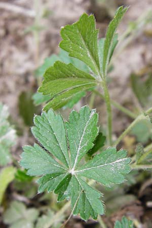 Potentilla x subarenaria \ Falsches Sand-Fingerkraut / Spring Cinquefoil, D Kraichtal-Ober&ouml;wisheim 5.5.2015