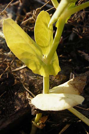 Lathyrus oleraceus var. oleraceus \ Garten-Erbse / Pea, D Mannheim 13.5.2015