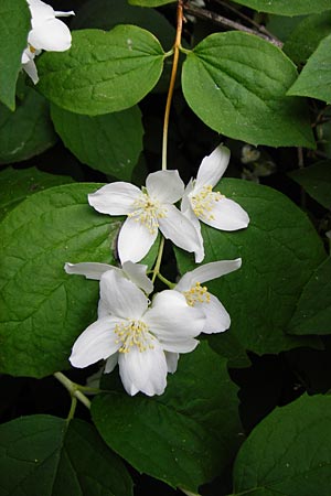 Philadelphus coronarius \ Europ�ischer Pfeifenstrauch, Falscher Jasmin / Sweet Mock Orange, English Dogwood, D Mannheim 27.5.2015