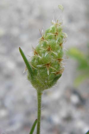 Plantago arenaria \ Sand-Wegerich / Branched Plantain, D Ludwigshafen 8.7.2015