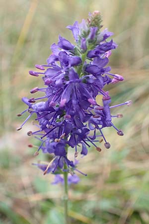 Veronica spicata \ &Auml;hriger Blauweiderich, &Auml;hriger Ehrenpreis / Spiked Speedwell, D Schwetzingen 7.11.2015