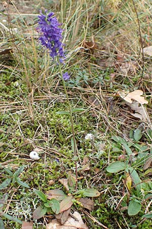 Veronica spicata \ &Auml;hriger Blauweiderich, &Auml;hriger Ehrenpreis / Spiked Speedwell, D Schwetzingen 7.11.2015