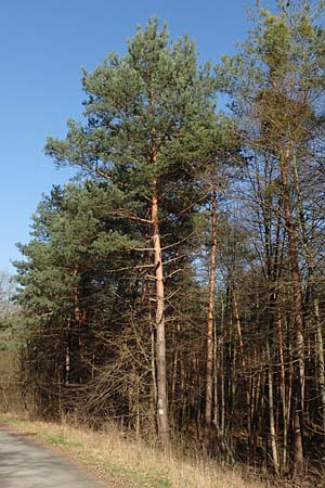 Pinus sylvestris \ Wald-Kiefer, F�hre / Scot's Pine, D Reilingen 27.2.2016