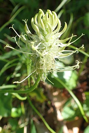 Phyteuma spicatum \ Wei�e Teufelskralle, �hrige Teufelskralle / Spiked Rampion, D Pfronten 28.6.2016