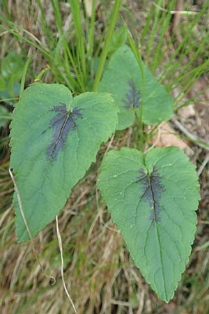 Phyteuma spicatum \ Wei�e Teufelskralle, �hrige Teufelskralle / Spiked Rampion, D Pfronten 28.6.2016