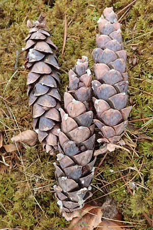 Pinus strobus \ Weymouths-Kiefer, Wei�-Kiefer / Eastern White Pine, D Odenwald, Beerfelden 18.2.2017