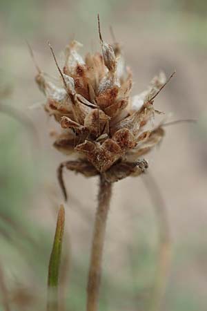 Plantago arenaria \ Sand-Wegerich / Branched Plantain, D Mannheim 8.8.2017