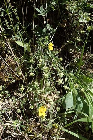 Potentilla x subarenaria \ Falsches Sand-Fingerkraut / Spring Cinquefoil, D Kraichtal-Ober&ouml;wisheim 30.4.2018