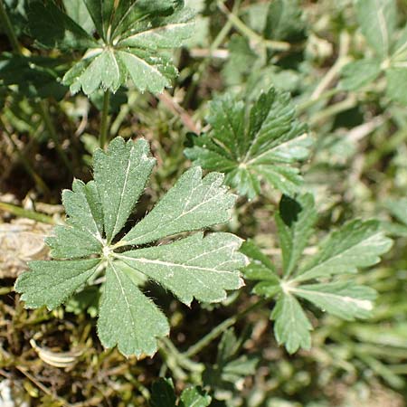 Potentilla x subarenaria \ Falsches Sand-Fingerkraut / Spring Cinquefoil, D Kraichtal-Ober&ouml;wisheim 30.4.2018