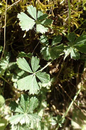 Potentilla x subarenaria \ Falsches Sand-Fingerkraut / Spring Cinquefoil, D Kraichtal-Ober&ouml;wisheim 30.4.2018
