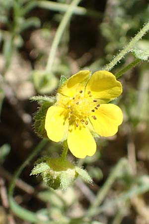 Potentilla x subarenaria \ Falsches Sand-Fingerkraut / Spring Cinquefoil, D Kraichtal-Ober&ouml;wisheim 30.4.2018
