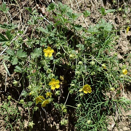 Potentilla x subarenaria \ Falsches Sand-Fingerkraut / Spring Cinquefoil, D Kraichtal-Ober&ouml;wisheim 30.4.2018