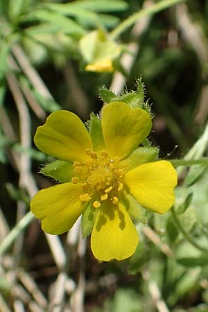 Potentilla x subarenaria \ Falsches Sand-Fingerkraut / Spring Cinquefoil, D Kraichtal-Ober&ouml;wisheim 30.4.2018